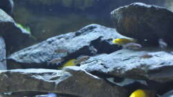 Aulonocara stuartgranti Ngara???, 3-4cm Jungtiere 30.09.2014