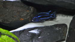 Besatz im Aquarium Malawidream