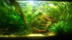 Aquarium Südamerika Becken