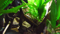 Pflanzen im Aquarium Becken 30791
