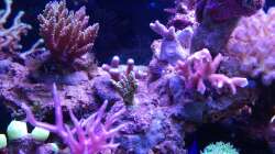 Besatz im Aquarium Juwel Rio 180