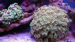 Besatz im Aquarium Juwel Rio 180