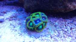 Besatz im Aquarium Juwel Rio 180