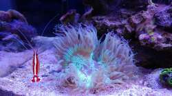 Besatz im Aquarium Juwel Rio 180