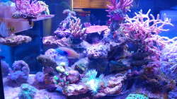 Besatz im Aquarium Juwel Rio 180