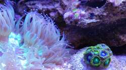 Besatz im Aquarium Juwel Rio 180