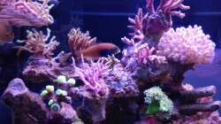 Besatz im Aquarium Juwel Rio 180