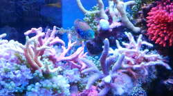 Technik im Aquarium Juwel Rio 180