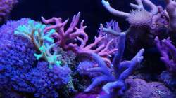 Besatz im Aquarium Juwel Rio 180