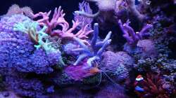 Besatz im Aquarium Juwel Rio 180