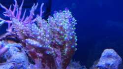 Besatz im Aquarium Juwel Rio 180