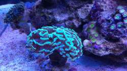 Besatz im Aquarium Juwel Rio 180