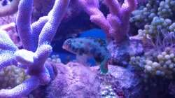 Besatz im Aquarium Juwel Rio 180