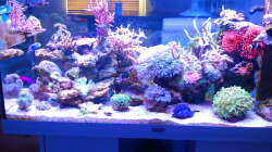 Besatz im Aquarium Juwel Rio 180