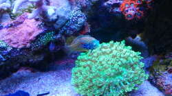 Dekoration im Aquarium Juwel Rio 180