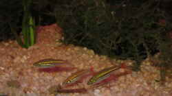 Rotschwanzbärbling (Rasbora borapetensis)