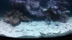 Dekoration im Aquarium Dirk's Sera cube marin