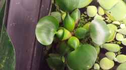 Eichhornia crassipes -Wasserhyazinthe