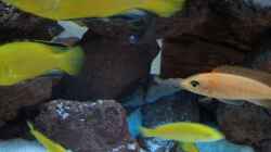 Labidochromis Jungen und Fire Fish Weibchen