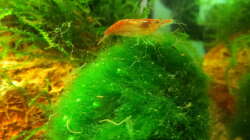 Besatz im Aquarium In the depth of silence