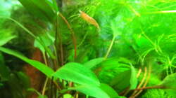 Besatz im Aquarium In the depth of silence