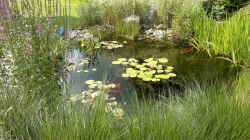 Blick von der Terasse auf den Teich