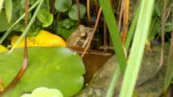 ein `schüchterner` Grasfrosch (Rana temporaria)