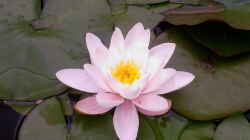 blühende rosa Seerose