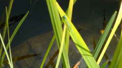 Azurjungfer ( Enallagma cyathigerum)