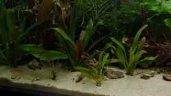Pflanzen im Aquarium Becken 30852