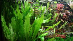 Pflanzen im Aquarium Juwel 450