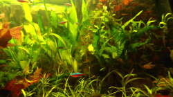 grünst so vor sich her