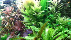 Rot ist auch kräftig