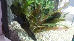 Dekoration im Aquarium JUWEL Rekord 700