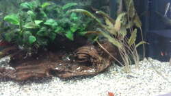 Dekoration im Aquarium JUWEL Rekord 700