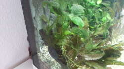 Pflanzen im Aquarium JUWEL Rekord 700