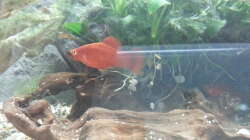 Besatz im Aquarium JUWEL Rekord 700