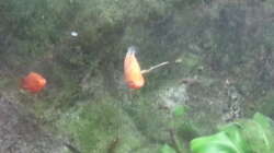 Besatz im Aquarium JUWEL Rekord 700