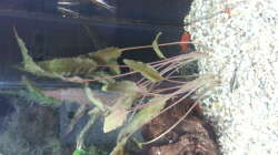 Pflanzen im Aquarium JUWEL Rekord 700