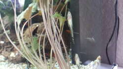 Besatz im Aquarium JUWEL Rekord 700