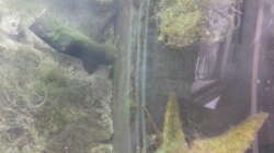 Technik im Aquarium JUWEL Rekord 700