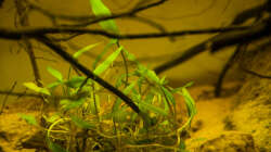 Pflanzen im Aquarium P. taeniatus