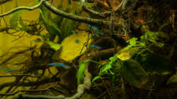 Dekoration im Aquarium P. taeniatus