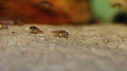 Besatz im Aquarium P. taeniatus