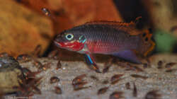 Besatz im Aquarium P. taeniatus