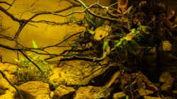 Dekoration im Aquarium P. taeniatus