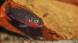 Besatz im Aquarium P. taeniatus