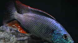 Dimidochromis Strigatus