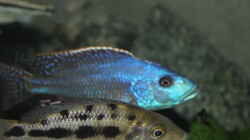 					 Nimbochromis	 fuscotaeniatus