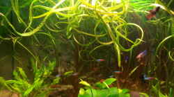Pflanzen im Aquarium juwel 120 l grünes durcheinander